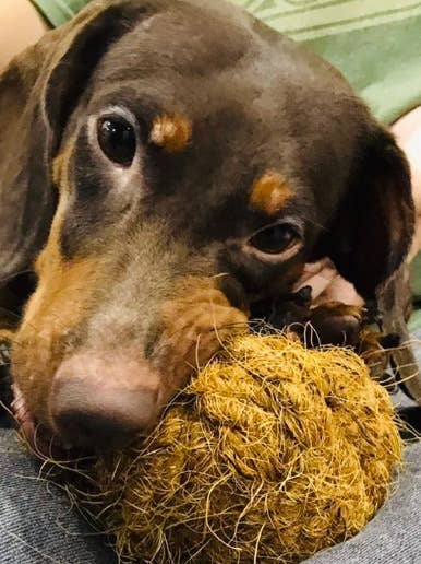 Dog chewing on a coconut husk ball